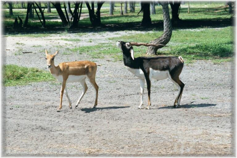 BLACKBUCK 0120